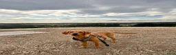 Labrador Retriever dogs for sale: Senna - Advert 3