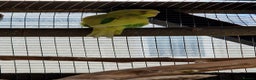 Budgerigars birds for sale: Baby budgies for sale from 15th Dec  - Advert 21