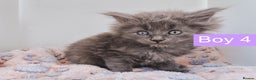 Maine Coon cats for sale: Blue Maine coon kittens + DNA health tested  - Advert 27