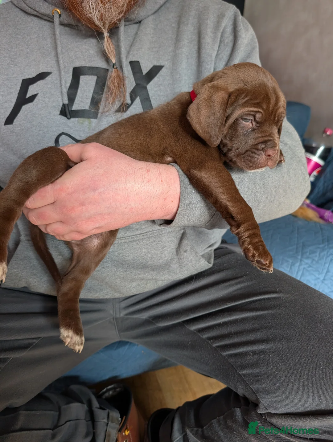 Mixed Breed dogs for sale: dog de bordeaux mixed cross dalmatian  - Advert 1