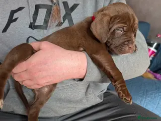 Mixed Breed dogs dog de bordeaux mixed cross dalmatian - Advert 2