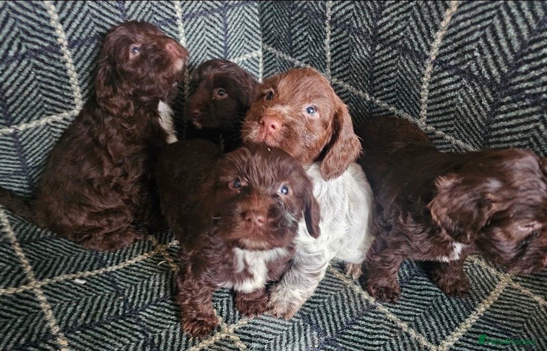 Cockapoo dogs for sale: Cockerapoo puppies F1 - Advert 21