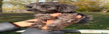 Cockapoo 3