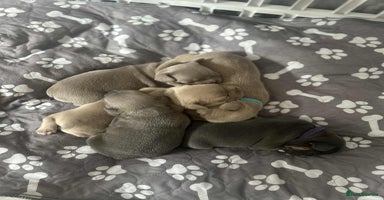 French Bulldog dogs - Advert 4