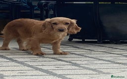 Cockapoo dogs for sale: F1 Cockapoo puppies for sale  - Image 31