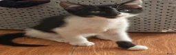 British Shorthair cats for sale: 4 black + white female kittens - Advert 33