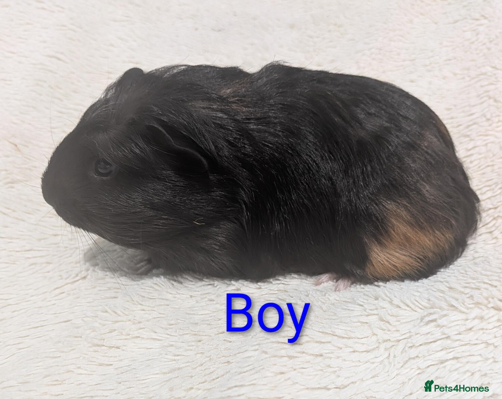 Guinea Pig rodents Male Baby Guinea pigs for sale  - Advert 7