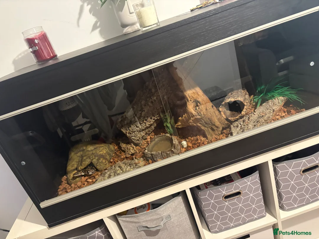 Python Snake reptiles for sale: Ball python  in Exmouth - Advert 2