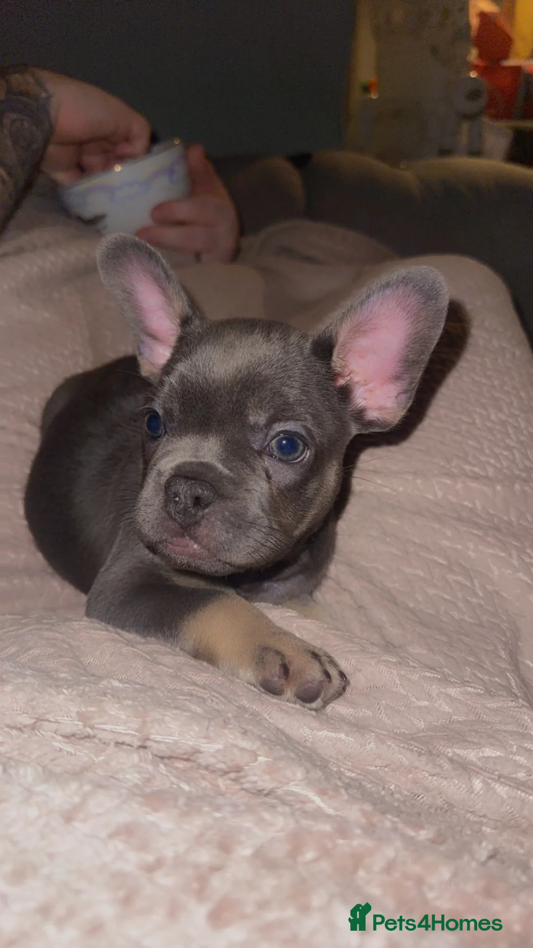 French Bulldog dogs for sale: Female french bulldog - Advert 1