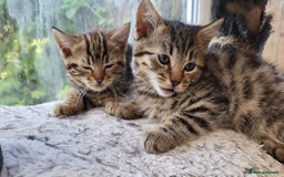 Bengal cats for sale: Bengal cross kittens - Image 2