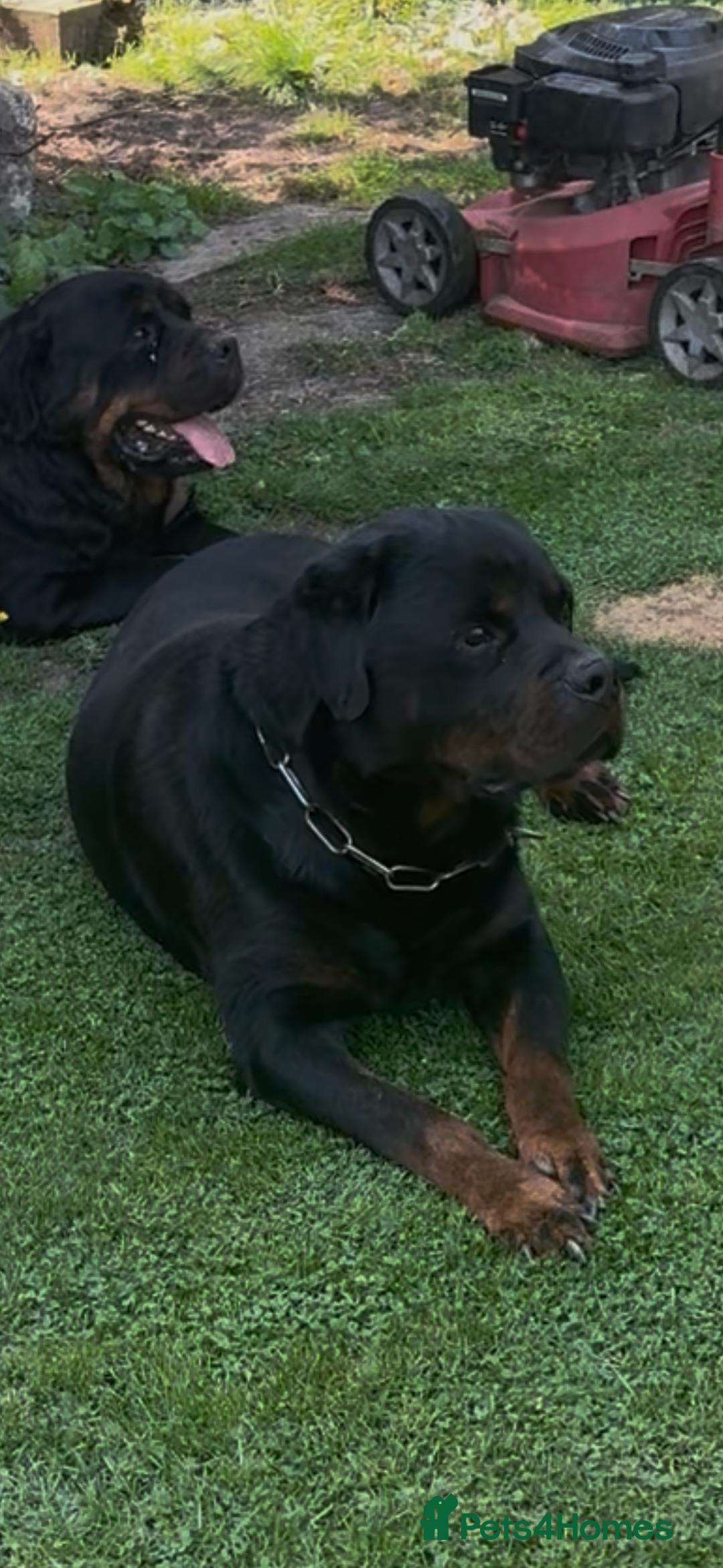 Rottweiler dogs for sale: TOP QUALITY GERMAN PUPS - Image 6