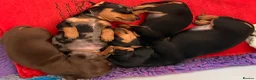 Miniature Dachshund dogs for sale: Licensed. Min smooth, kc/pra clear ready 25/5  - Advert 13