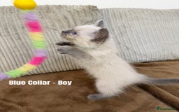 Ragdoll cats for sale: 4 cute fluffy Ragdoll Kittens - Advert 9