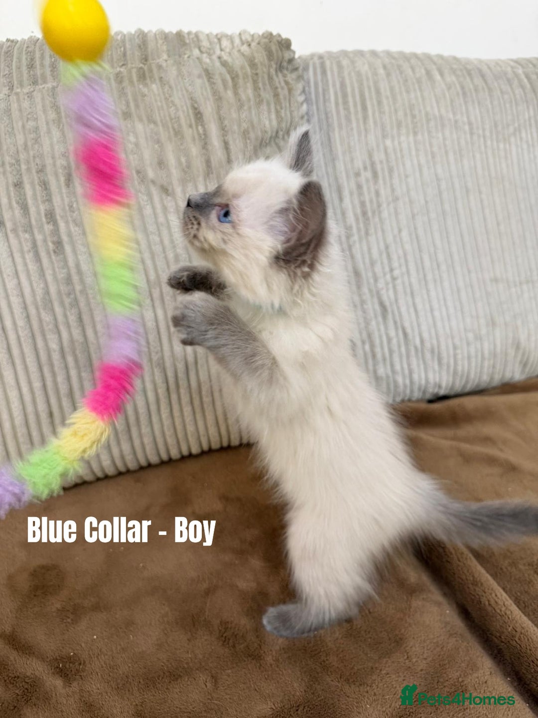 Ragdoll cats for sale: 4 cute fluffy Ragdoll Kittens - Advert 9