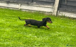 Miniature Dachshund dogs for sale: Miniature Dachshund Boys and Girls - Image 26
