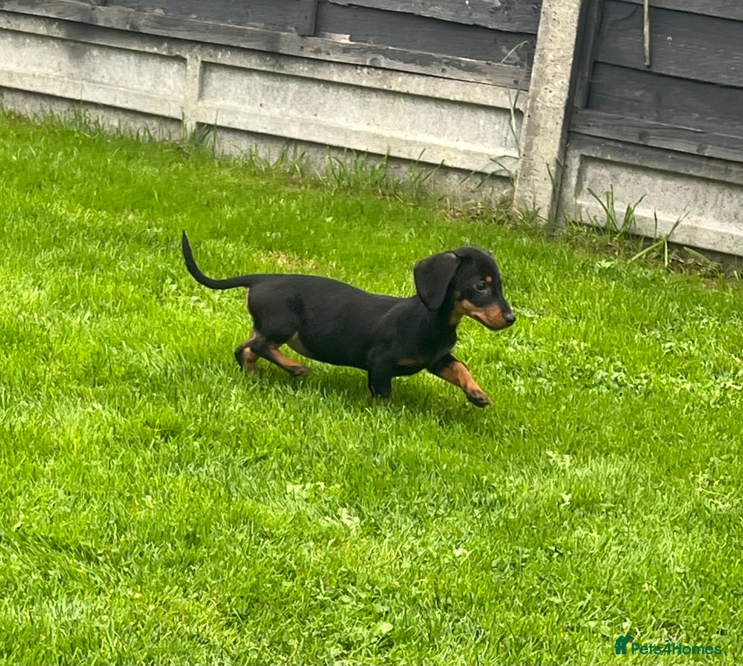 Miniature Dachshund dogs for sale: Miniature Dachshund Boys and Girls - Image 26
