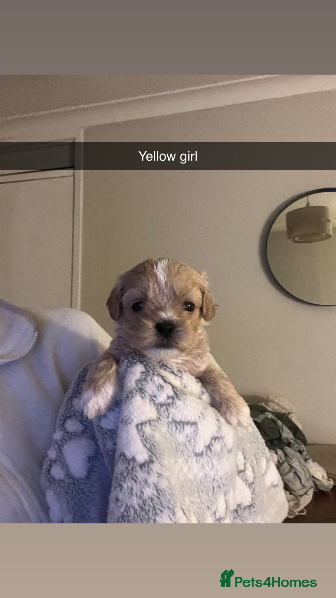 Shihpoo dogs for sale: Shihpoo puppies looking for homes - Image 8