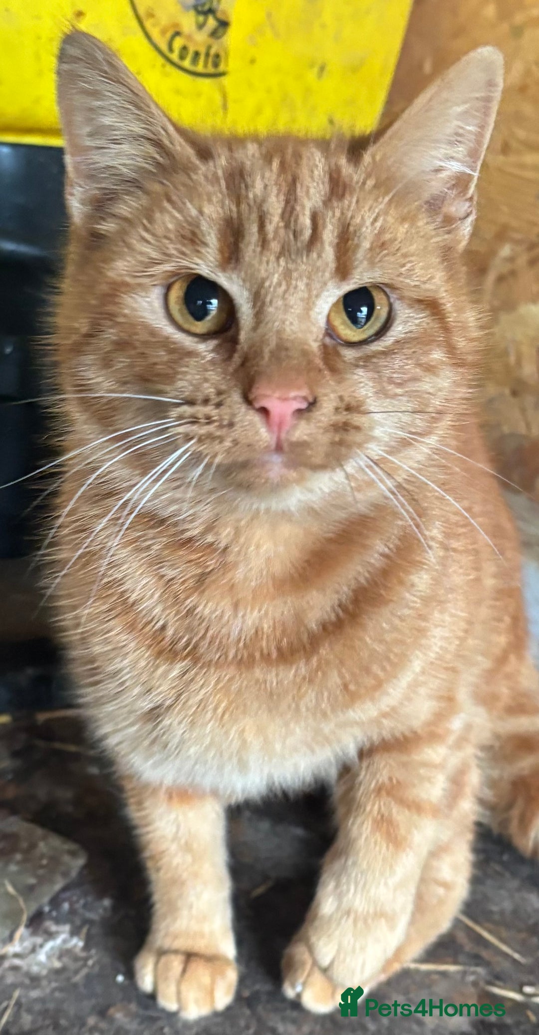 British Shorthair cats for sale: Rehoming older cat 1 year olds - Advert 3