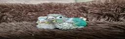 Conures birds for sale: Adorable fully hand reared baby conures!!  - Advert 7