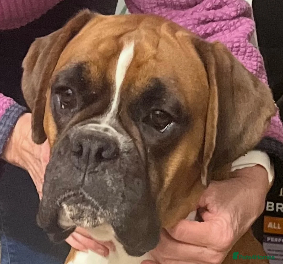 Boxer dogs for sale: Boxer Pups for sale. 5 STAR Council Licence - Advert 3