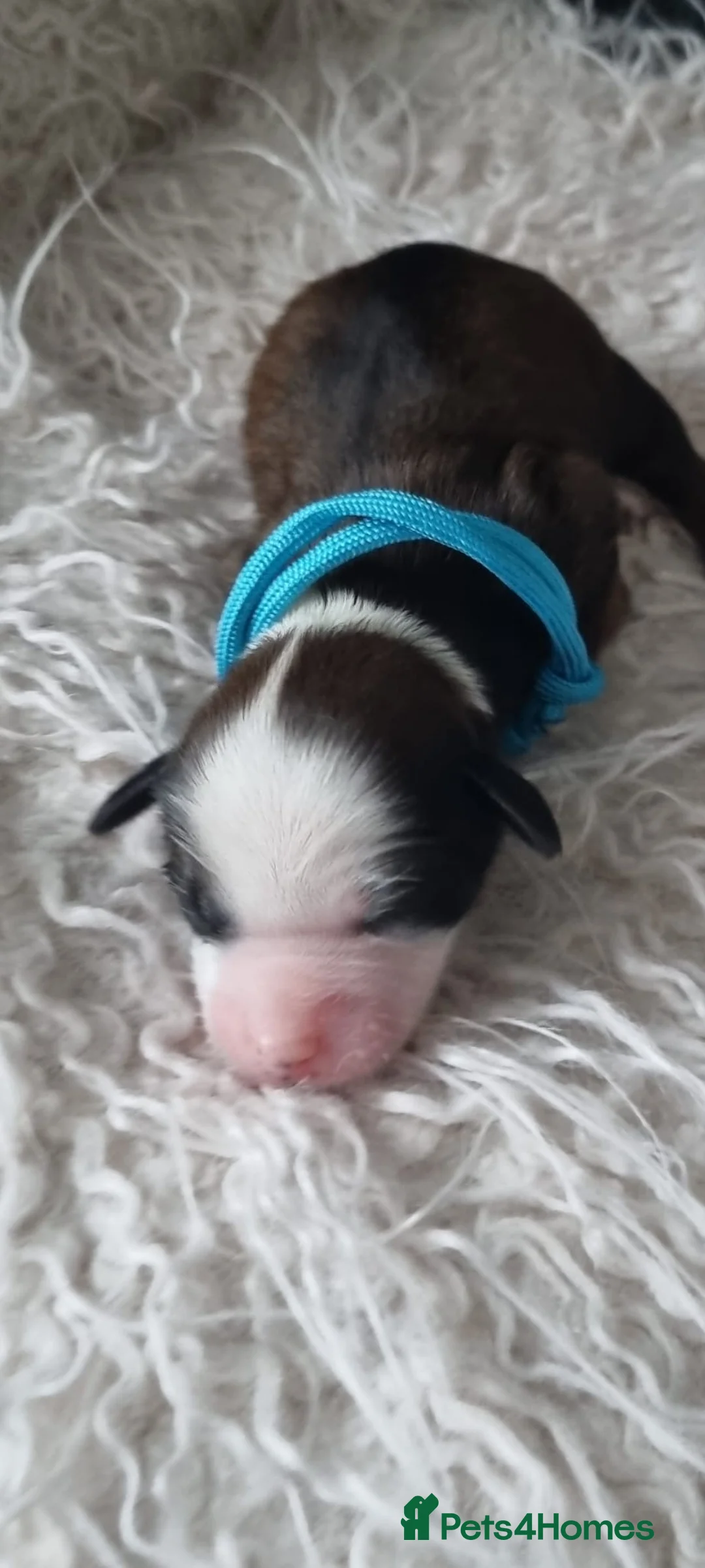 Tibetan Terrier dogs for sale: Stunning Tibetan Terrier Puppies  - Advert 6