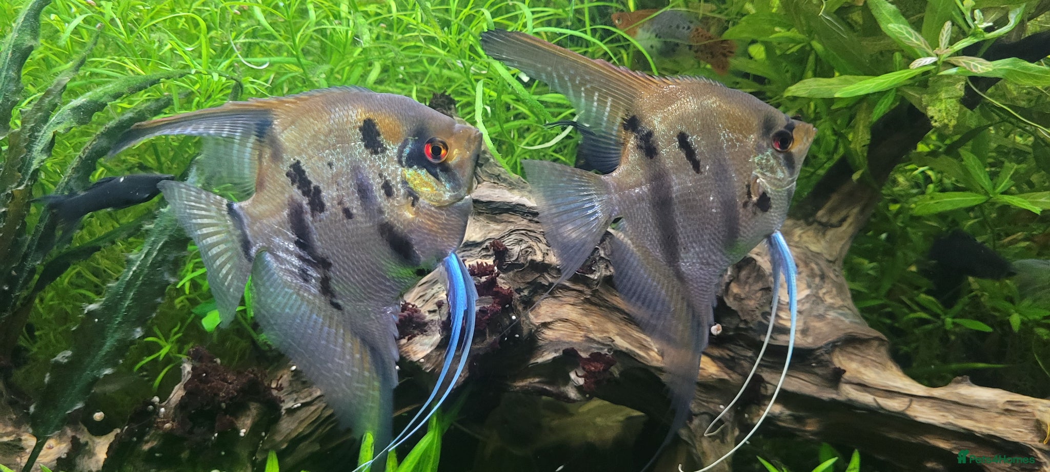 Angelfish fish Rare high wide fin stripes Angels - Advert 11