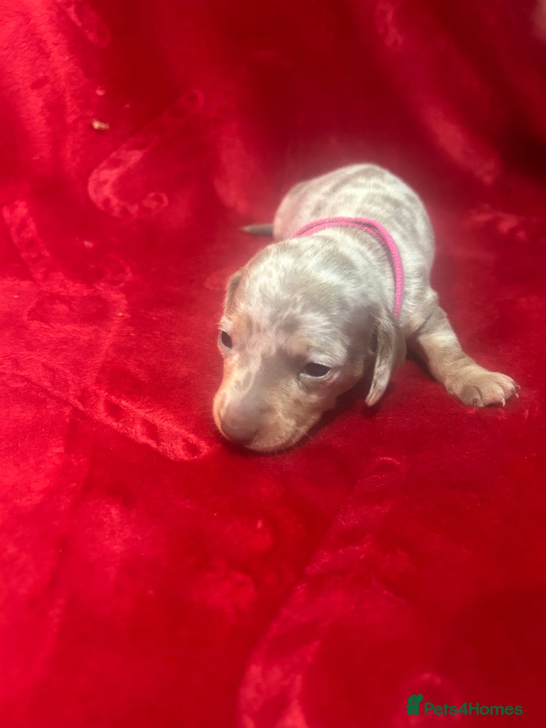 Miniature Dachshund dogs for sale: Isabella dapple Miniature dachshund  - Advert 13