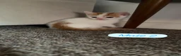 Mixed Breed cats for sale: Cute colourful kittens - Advert 6