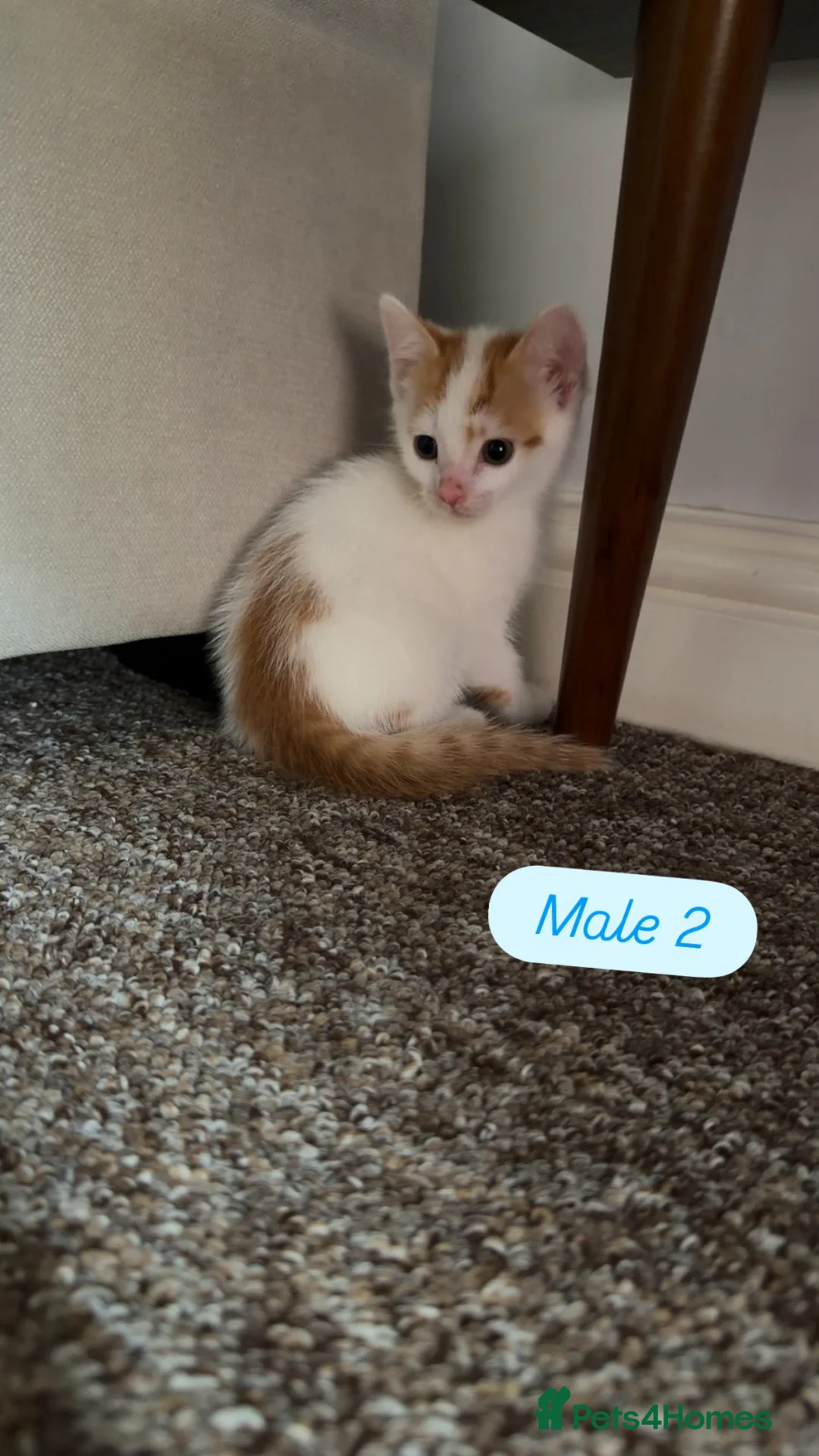 Mixed Breed cats for sale: Cute colourful kittens - Advert 6