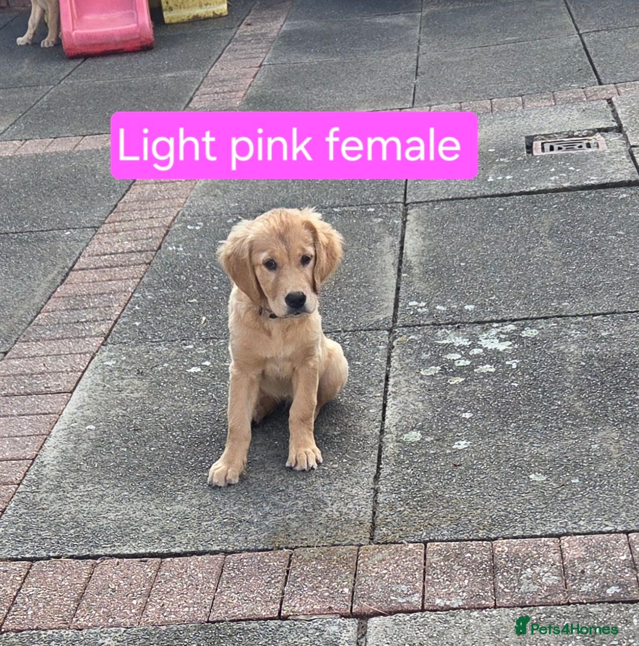 Golden Retriever dogs Beautiful natured pups fully vaccinated - Advert 2