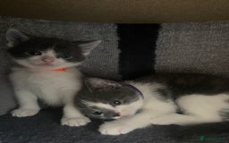 Russian Blue cats for sale: Kittens for sale  - Image 3