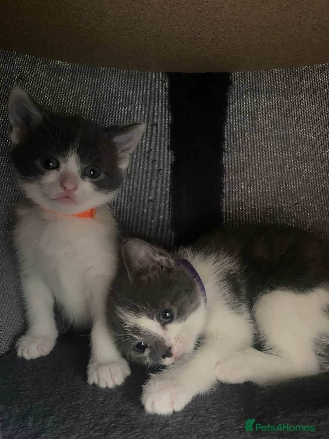 Russian Blue cats for sale: Kittens for sale  - Image 3