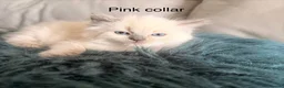 Ragdoll cats for sale: Purebred blue point ragdolls in Southend-on-Sea - Advert 9