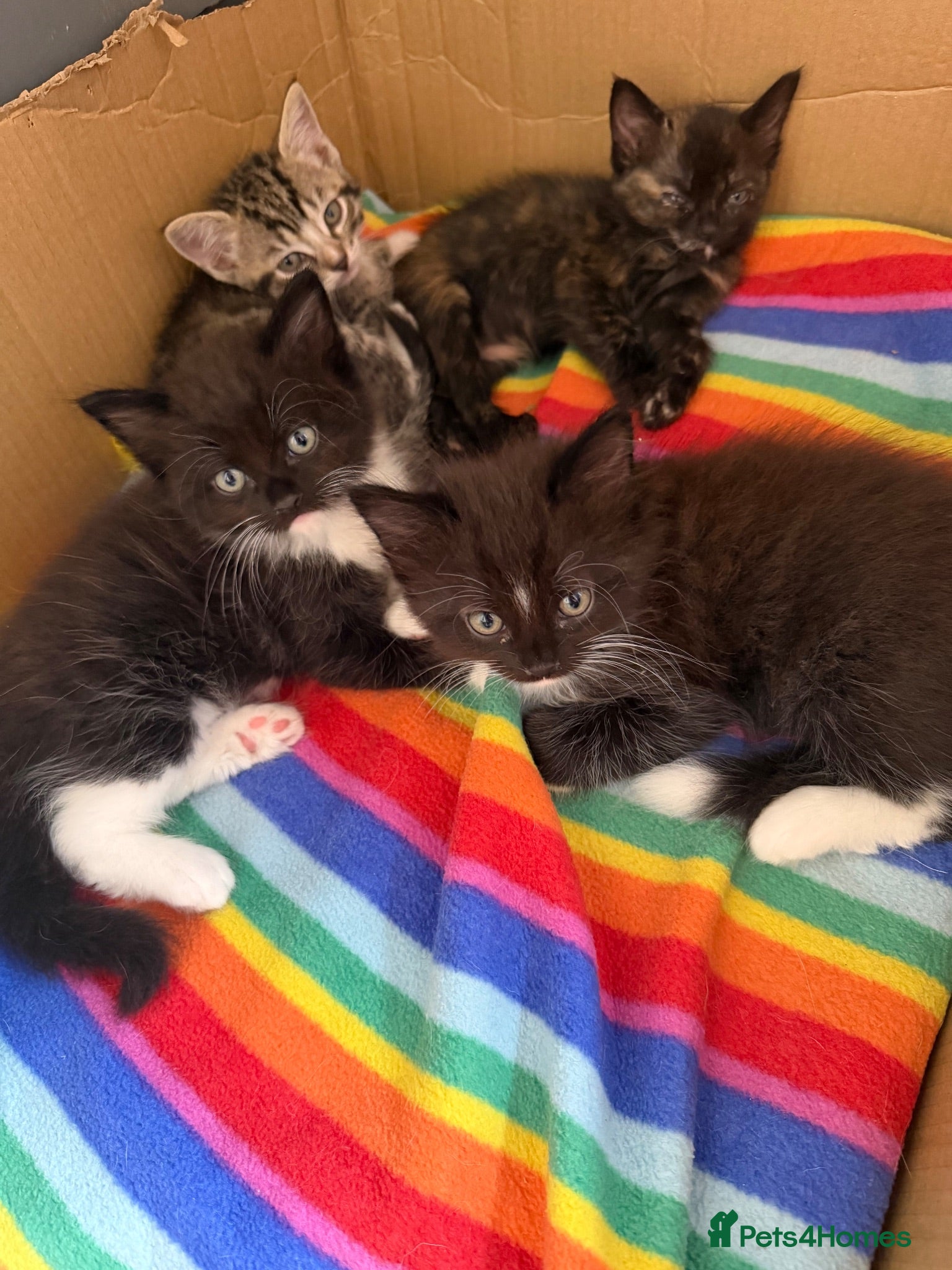 Mixed Breed cats Ragdoll mum, British short haired dad  - Advert 6
