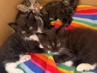 Mixed Breed cats Ragdoll mum, British short haired dad - Advert 6