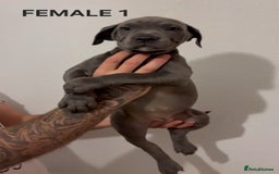 Cane Corso dogs for sale: Cane Corso Puppies READY NOW!!! - Image 6
