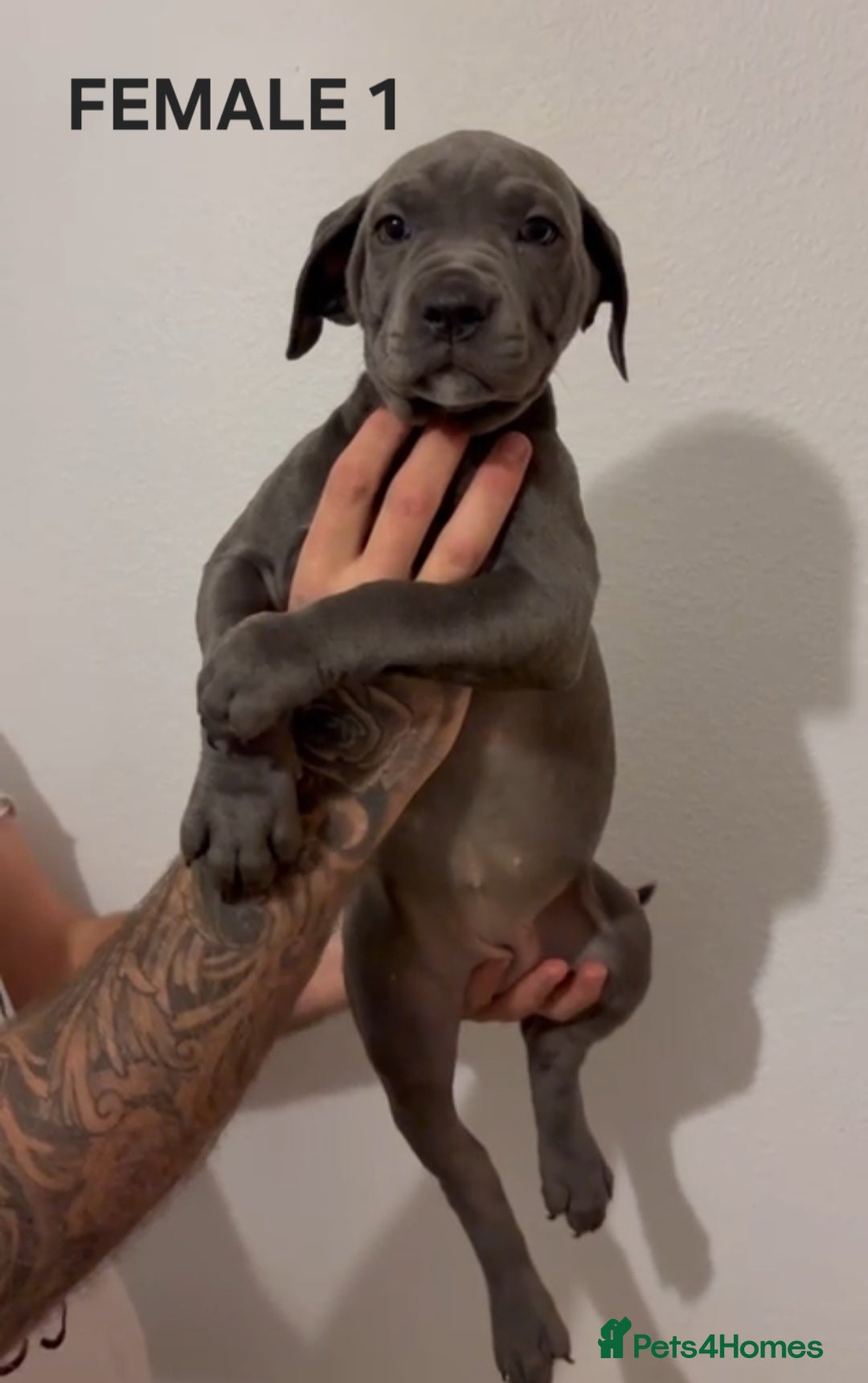 Cane Corso dogs for sale: Cane Corso Puppies READY NOW!!! - Image 6
