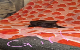 Frug dogs for sale: 6 beautiful frug puppies.  - Image 35