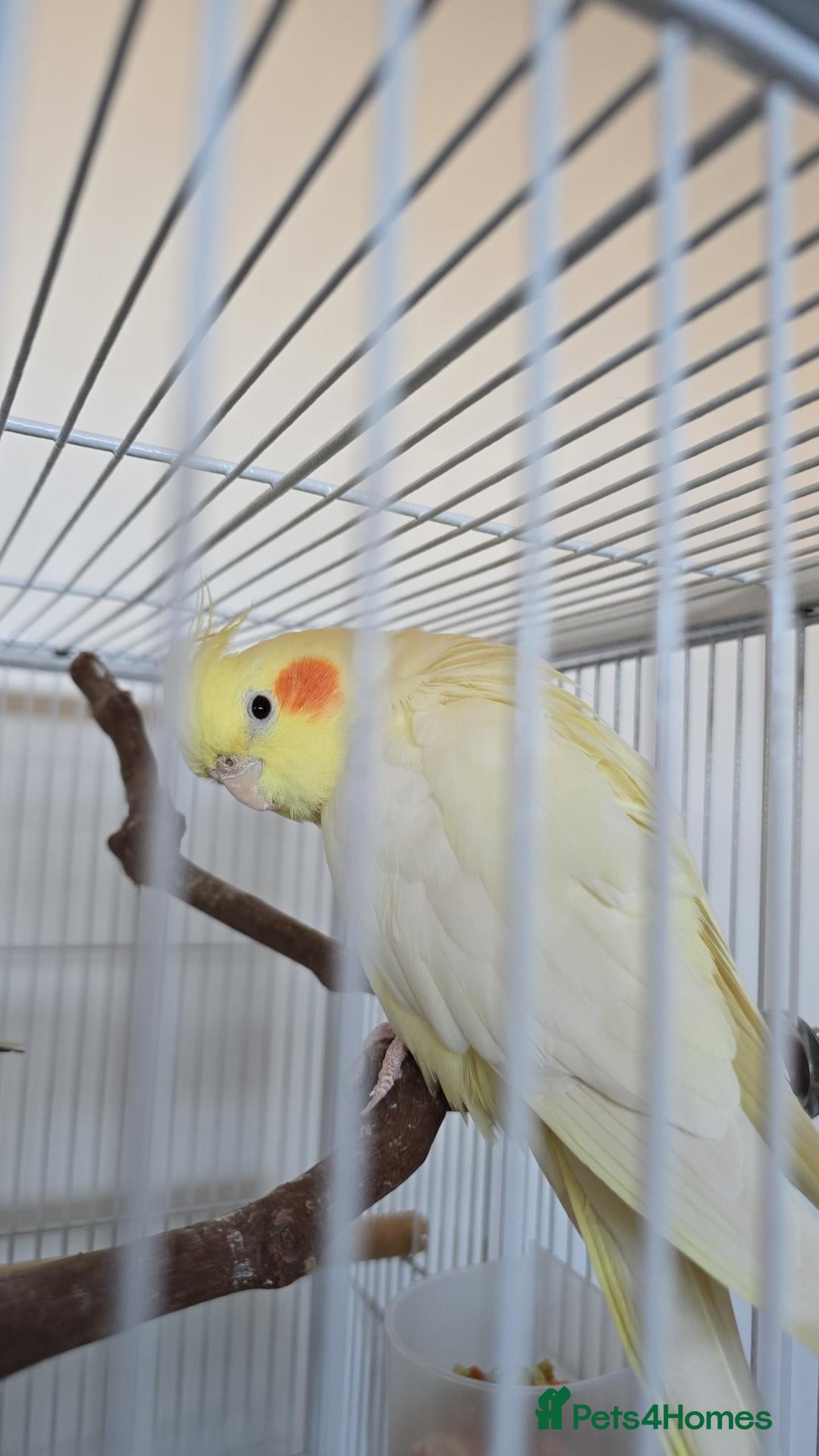 Cockatiels birds Breading pair - Advert 1