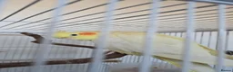 Cockatiels birds for sale: Breading pair - Advert 1