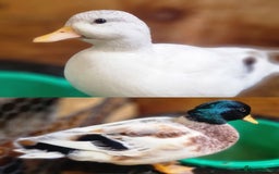 Ducks poultry for sale: Call duck hatching eggs - Image 2