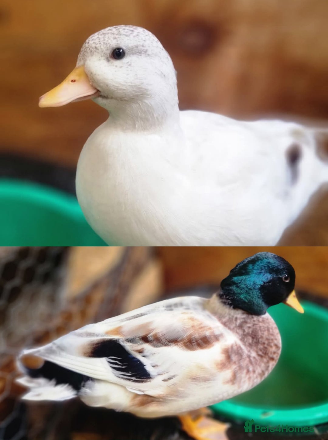 Ducks poultry for sale: Call duck hatching eggs - Image 2