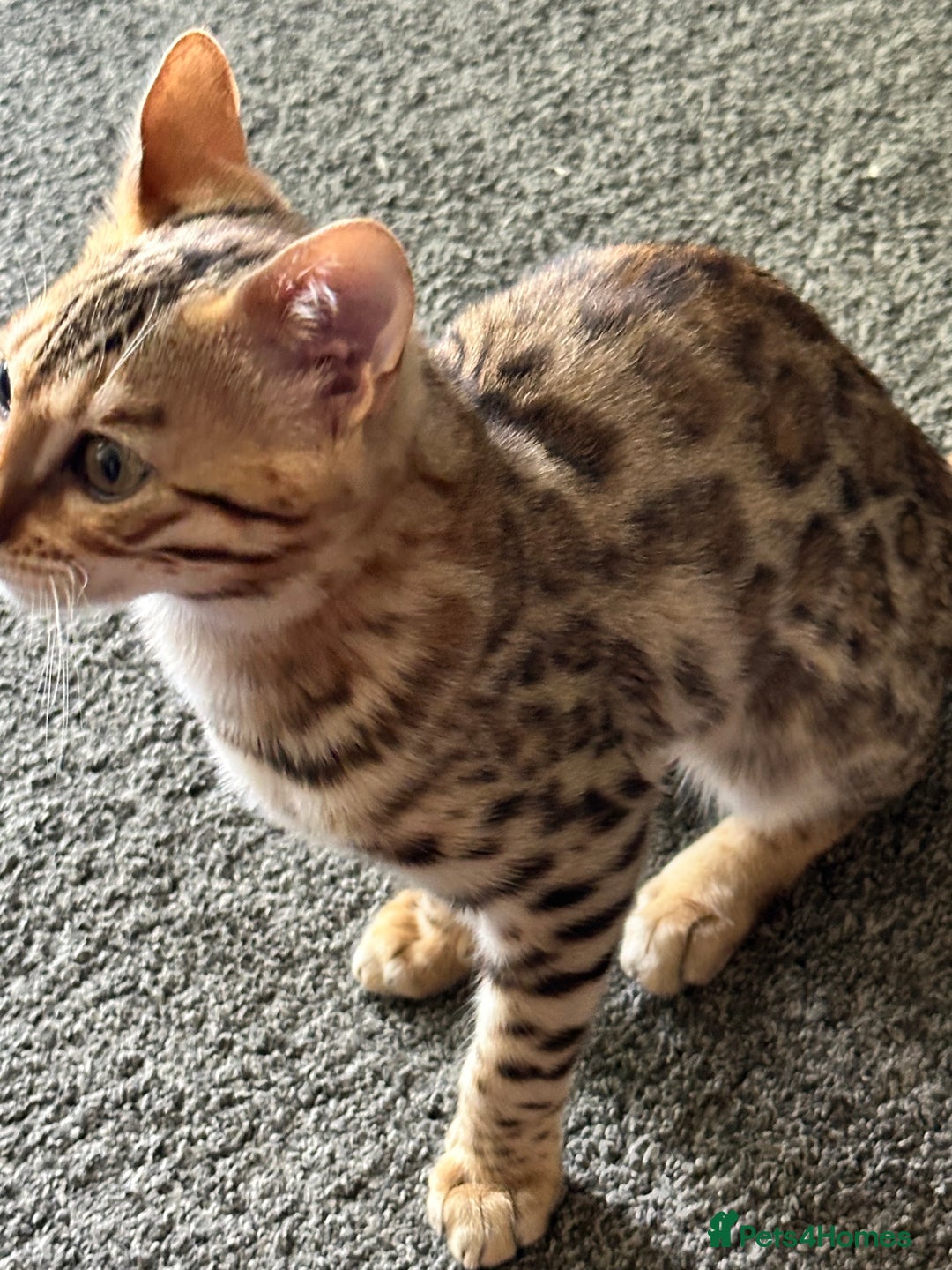 Bengal cats for sale: Beautiful Male TICA registered Bengal Kitten - Image 9