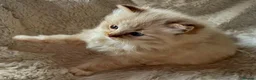 Ragdoll cats for sale: Registered kitten looking for forever home - Advert 6