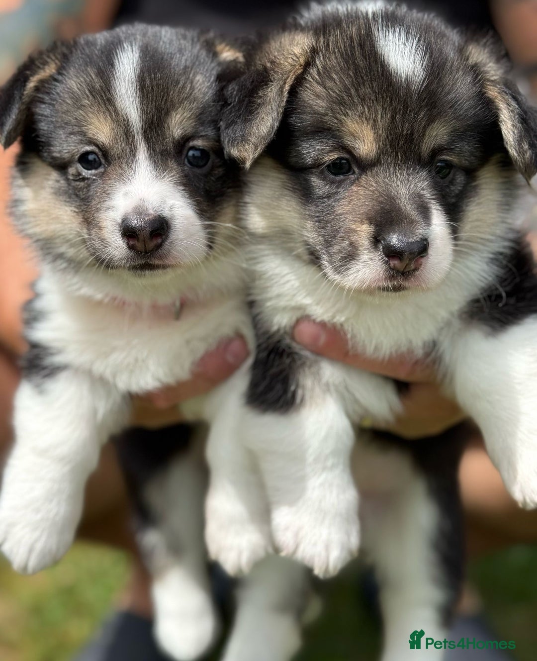 Welsh Corgi Pembroke dogs for sale: Champion bloodline KC reg. Pembrokes - Image 12