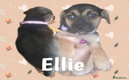 Jack Russell dogs for sale: miniature Jack Russell Puppies - Image 6