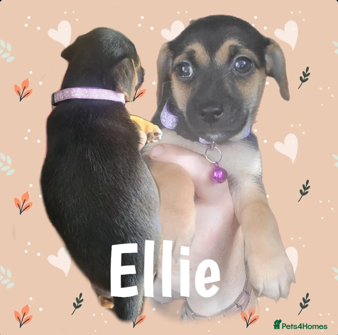 Jack Russell dogs for sale: miniature Jack Russell Puppies - Image 6