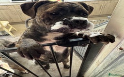 Mixed Breed dogs for sale: Cane corso cross Pressa  - Image 2