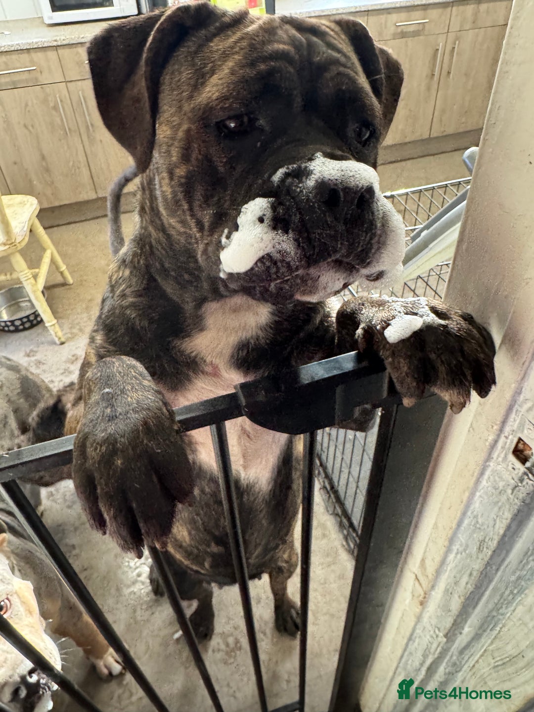 Mixed Breed dogs for sale: Cane corso cross Pressa  - Image 2