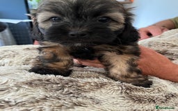 Shihpoo dogs for sale: Beautiful Shihpoo puppies  - Image 3